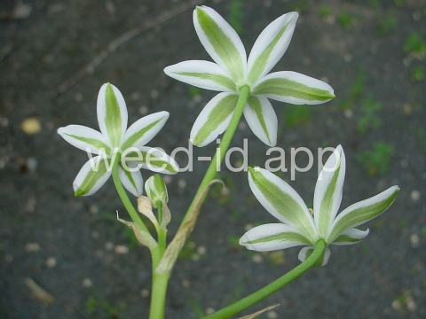 star-of-Bethlehem